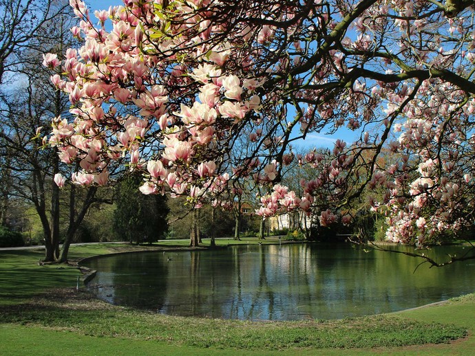 Zweige eines Magnolienbaumes, der am Teich des Stadtgartens Gelsenkirchen steht.