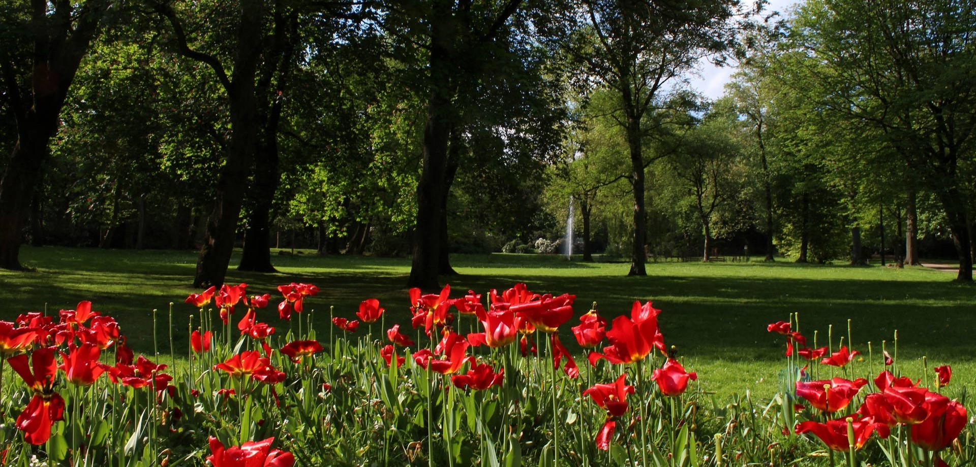 Rote Tulpen im Von-Wedelstaedt-Park Gelsenkirchen.