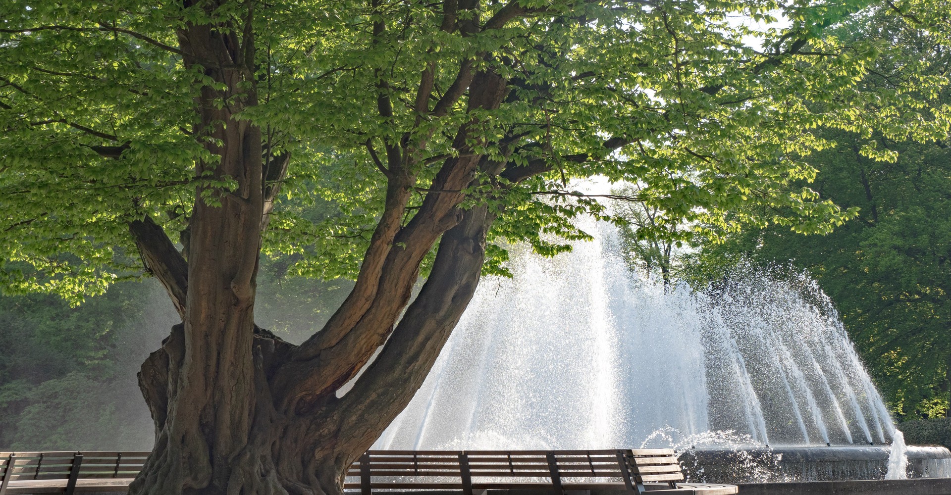 Naturdenkmal im Kurpark Bad Oeyenhausen