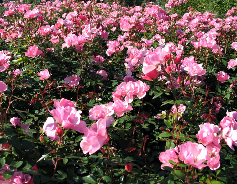 Sehr viele blühende Rosen im Rosengarten Seppenrade bei Lüdinghausen.