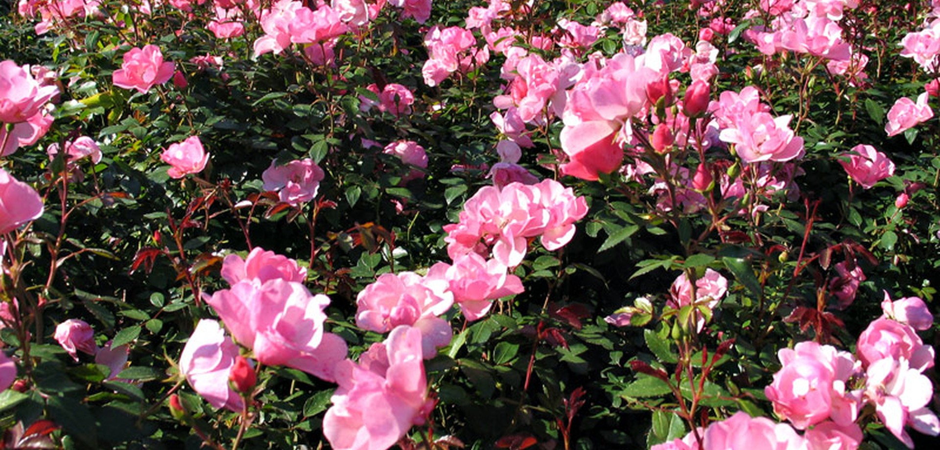 Sehr viele blühende Rosen im Rosengarten Seppenrade bei Lüdinghausen.