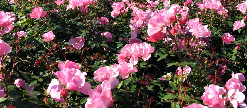 Sehr viele blühende Rosen im Rosengarten Seppenrade bei Lüdinghausen.