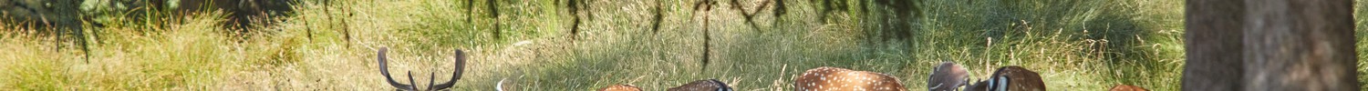 Hirsche auf einer Wiese im Wildpark Dülmen.