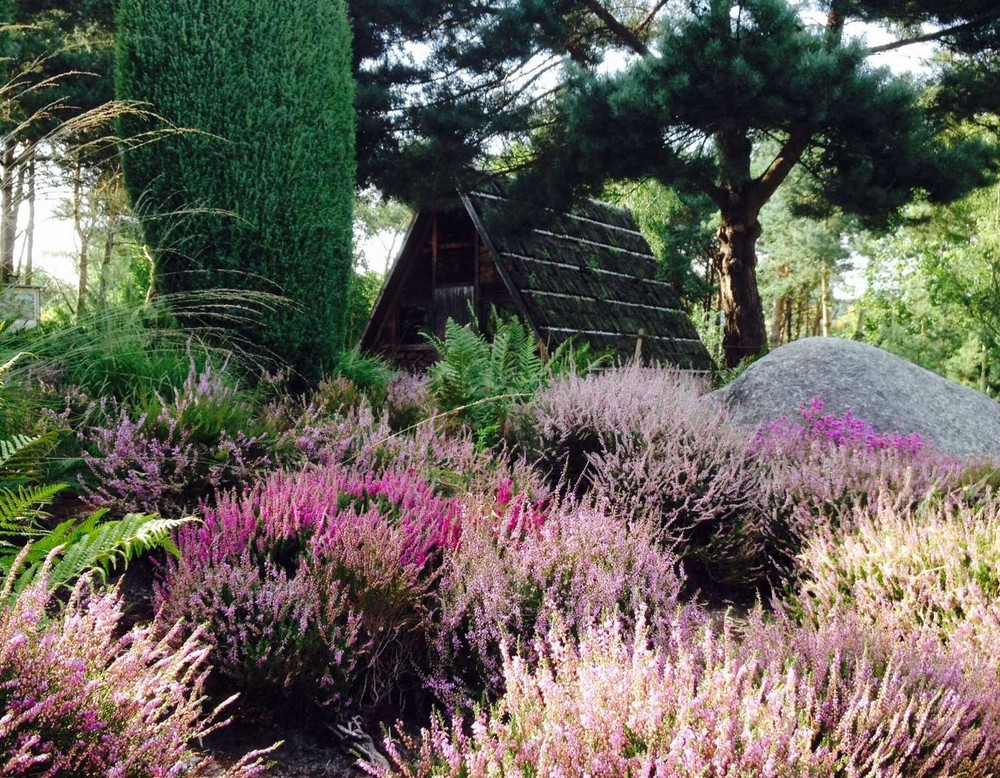 Heidenmoor mit Kate im Botanischen Garten Rombergpark Dortmund.