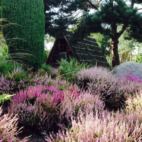 Heidenmoor mit Kate im Botanischen Garten Rombergpark Dortmund.