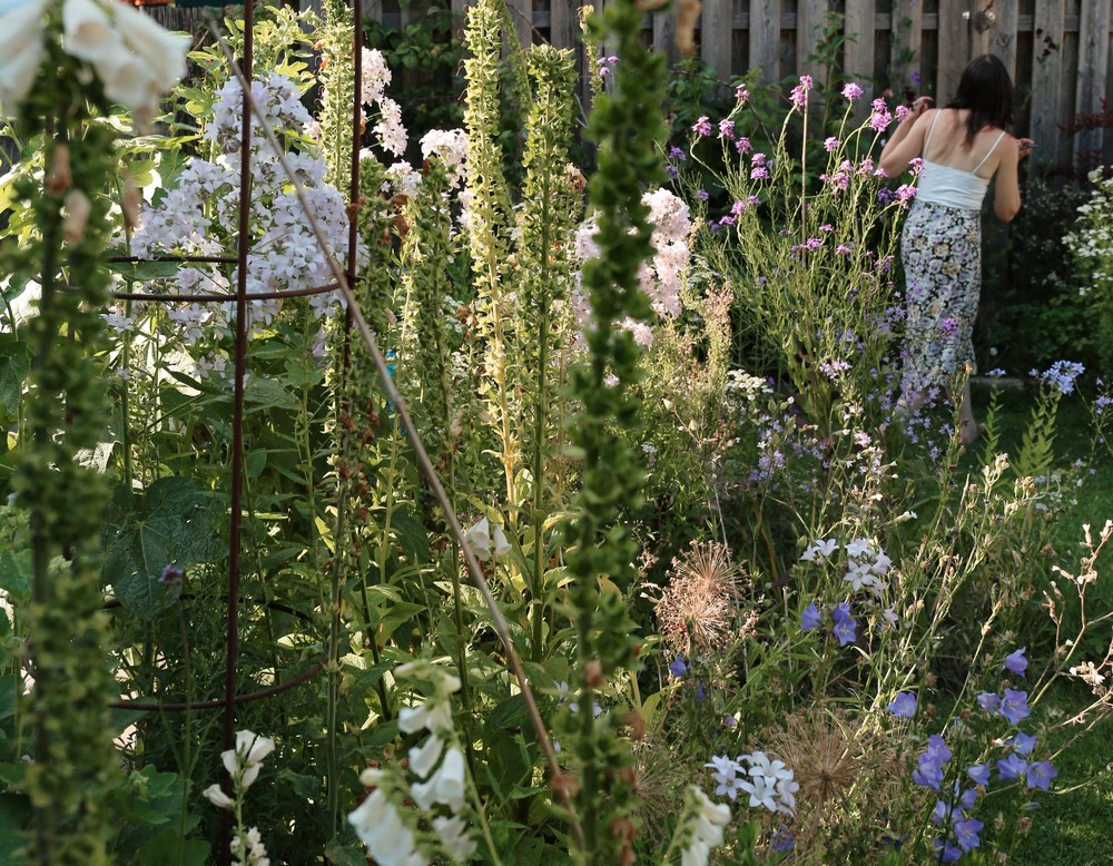 Essen, Schnittblumengarten Floris Vulgaris