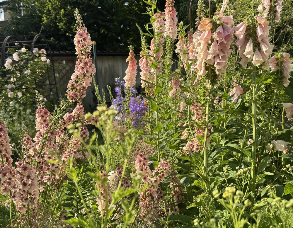 Essen, Schnittblumengarten Floris Vulgaris