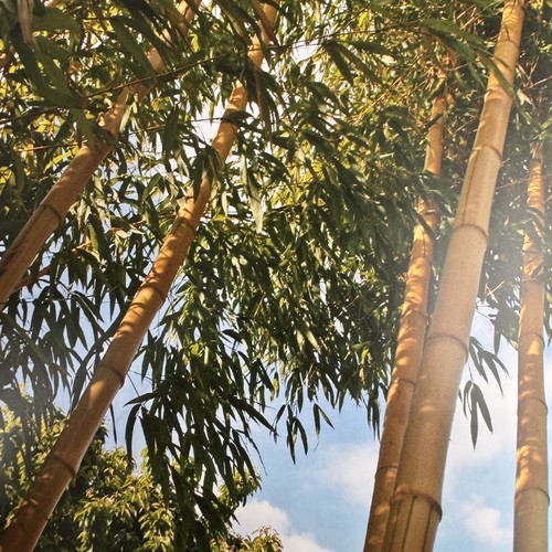 Erwitte-Schallern: Natur Bambus-Erlebnisgarten