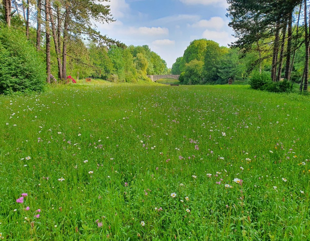 Hauptfriedhof Dortmund; Wiese, Bäume