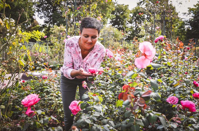 Eine Frau im Rosengarten des Kurparks Bad Sassendorf betrachtet eine der Rosen. Auf einer Fläche von 7.000 m² finden sich 80 Rosenarten.