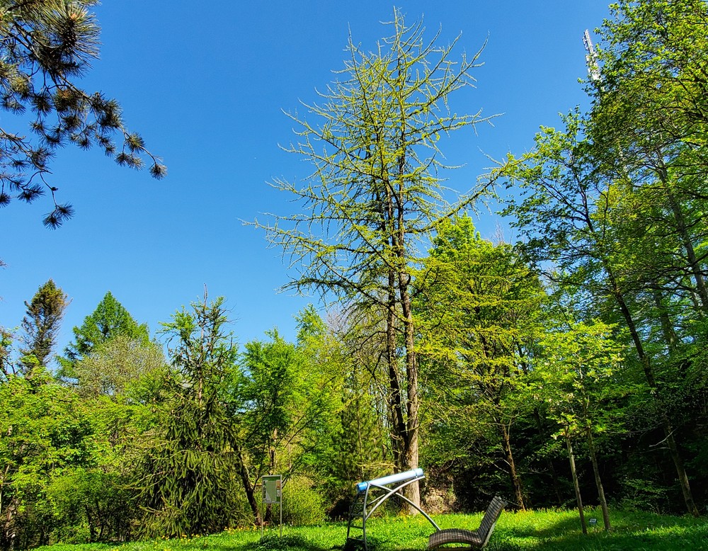 Bad Driburg, Buddenberg-Arboretum