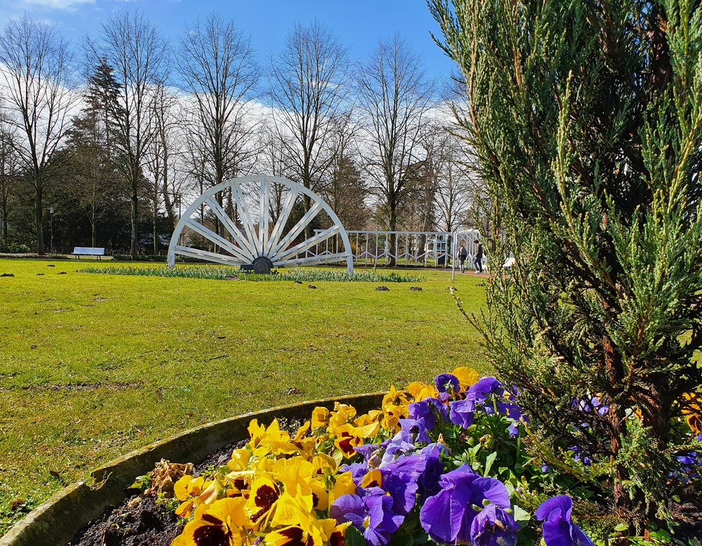 Ein Beet im Kurpark Waldliesborn mit gelben und violetten Stiefmütterchen. Im Hintergrund befindet sich ein Kohlerad, das von einer Wiese umgeben ist.