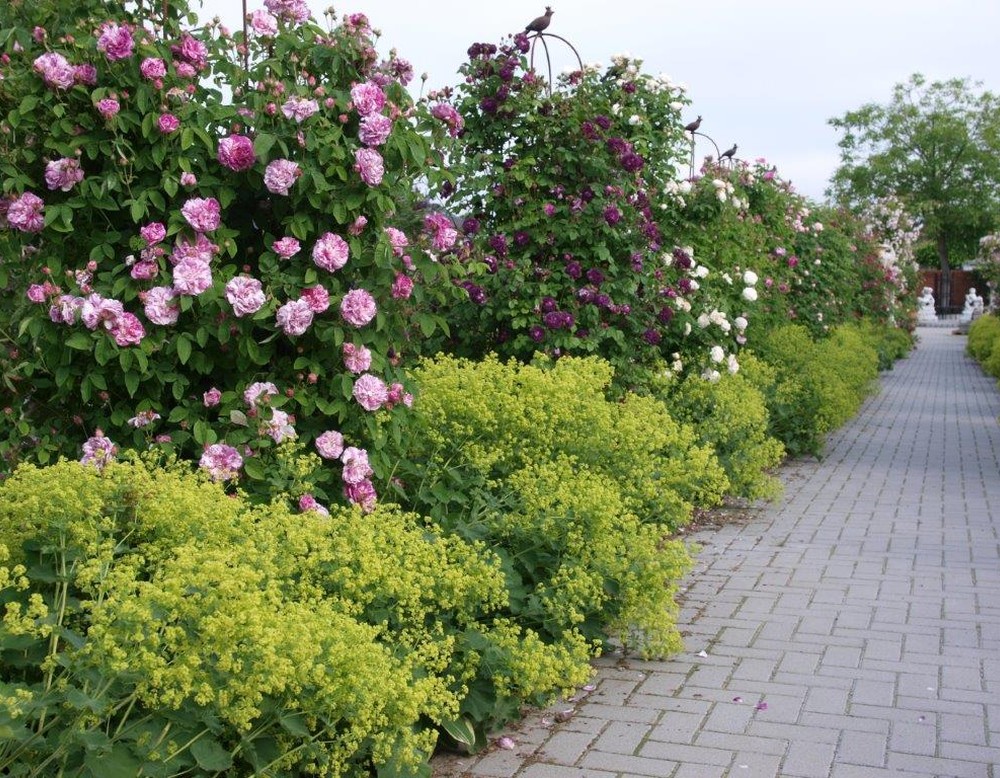 Rosendahl-Osterwick, Rosenzentrum Westmünsterland