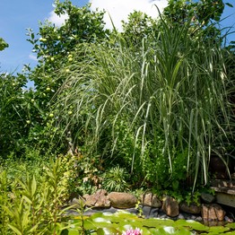 Paderborn, Garten Nowack