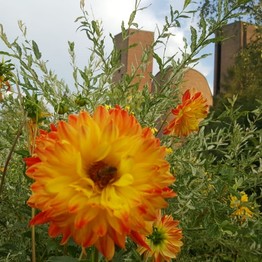 Meschede, Klostergarten der Abtei Königsmünster