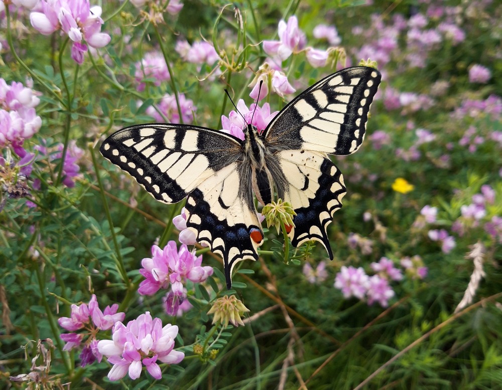 Lübbecke: Naturgarten Larusch
