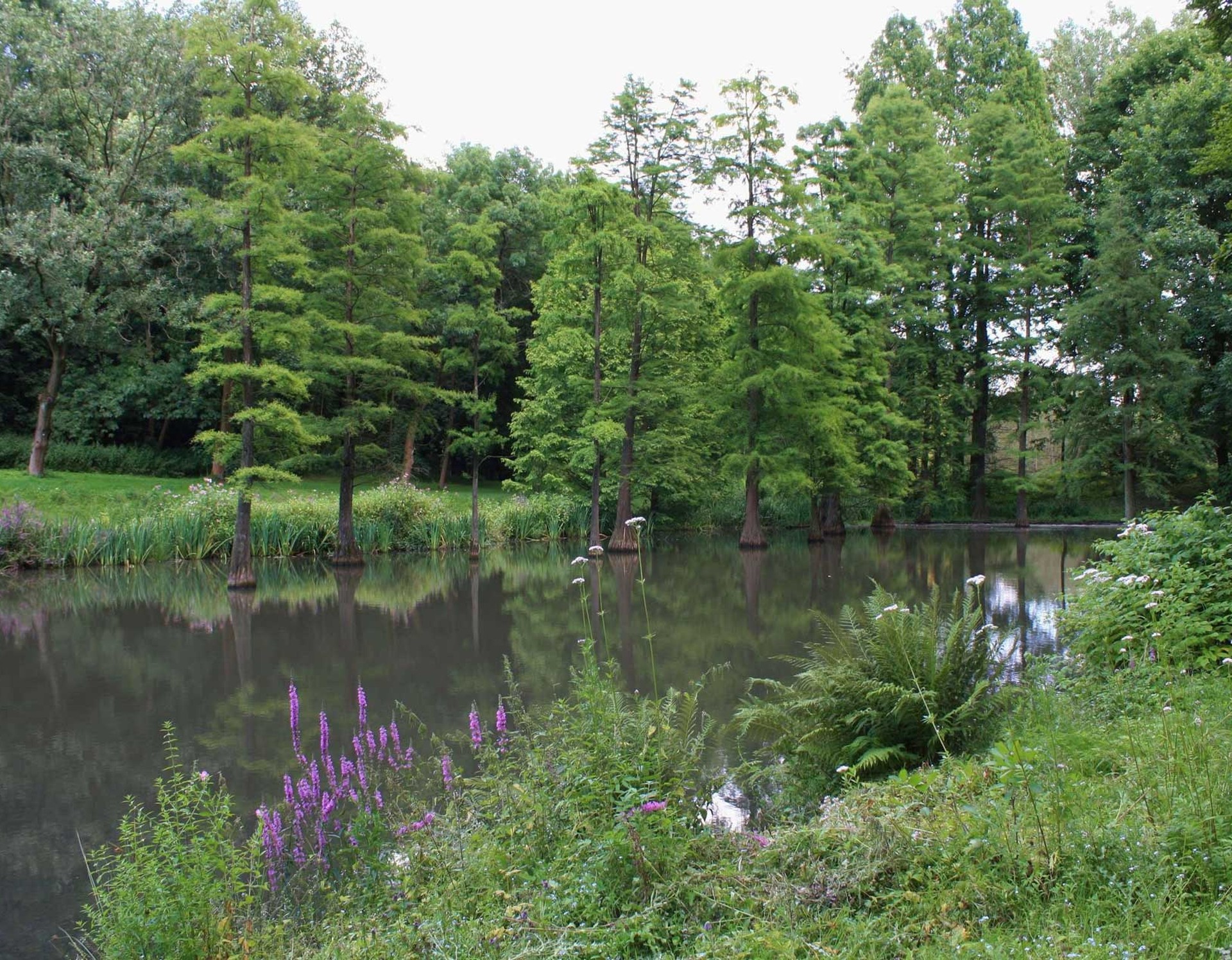 Der Sumpfzypressenteich im Botanischen Garten Rombergpark.