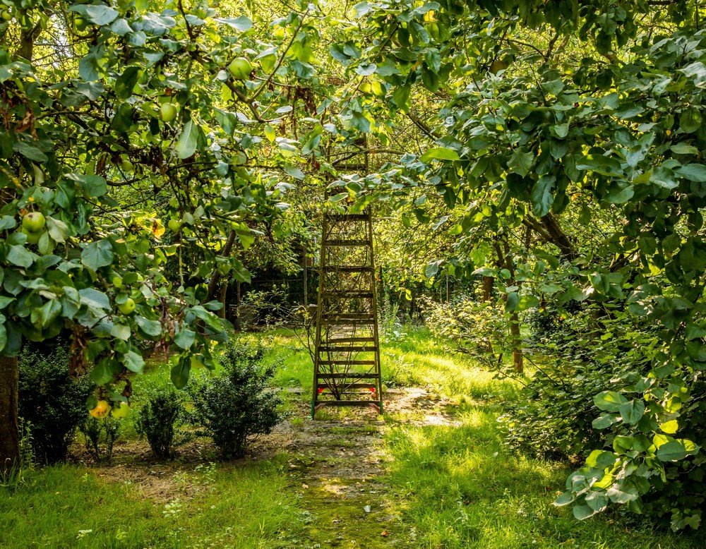 Wasser, Rosen, wilder Traum