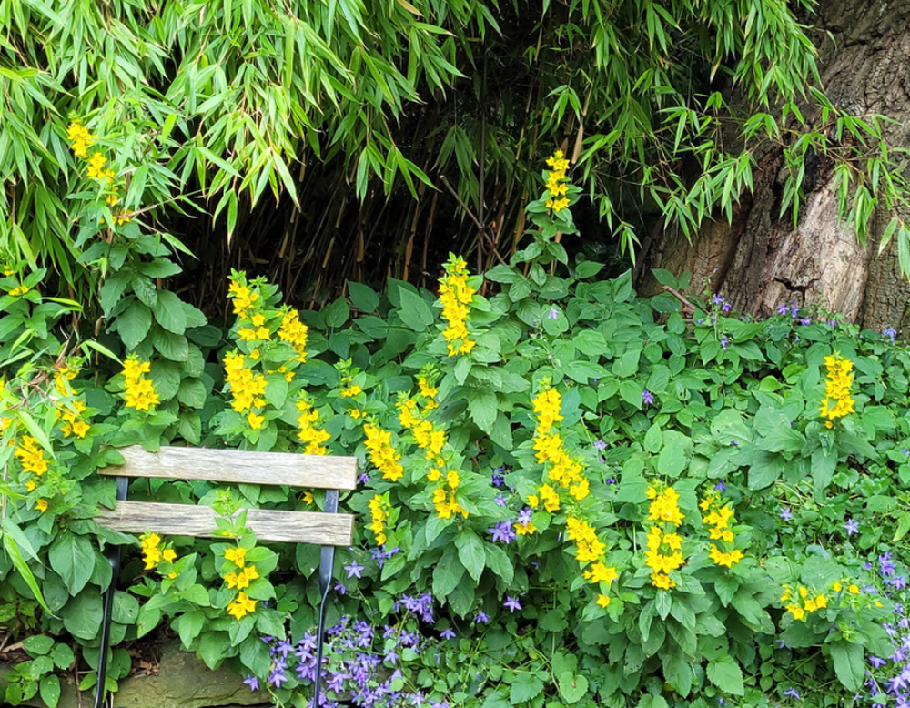 Dortmund, Naturgarten mit altem Baumbestand