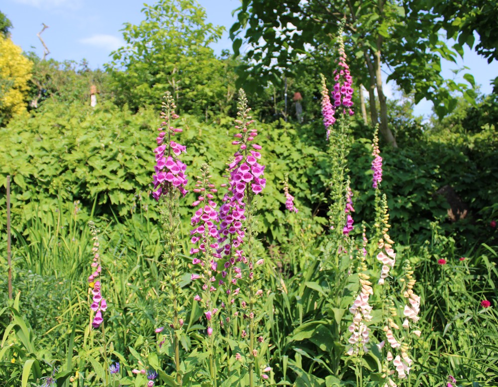 Coesfeld, Garten Josef Wolfert