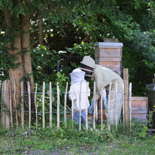 Dortmund: Mietergarten der Borsigbienen