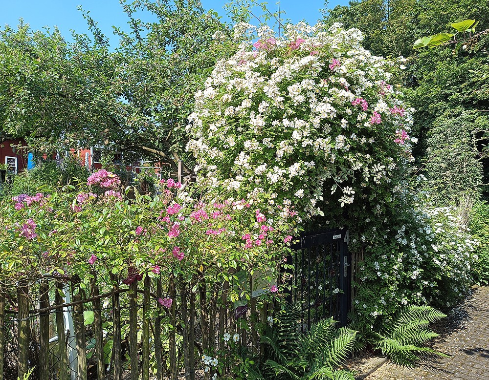 Essen, Tinas Naturkleingarten