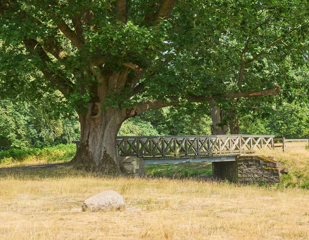 Eine Brücke führt über ein Gewässer im Wildpark Dülmen. Diese ist von drei Bäumen umgeben.
