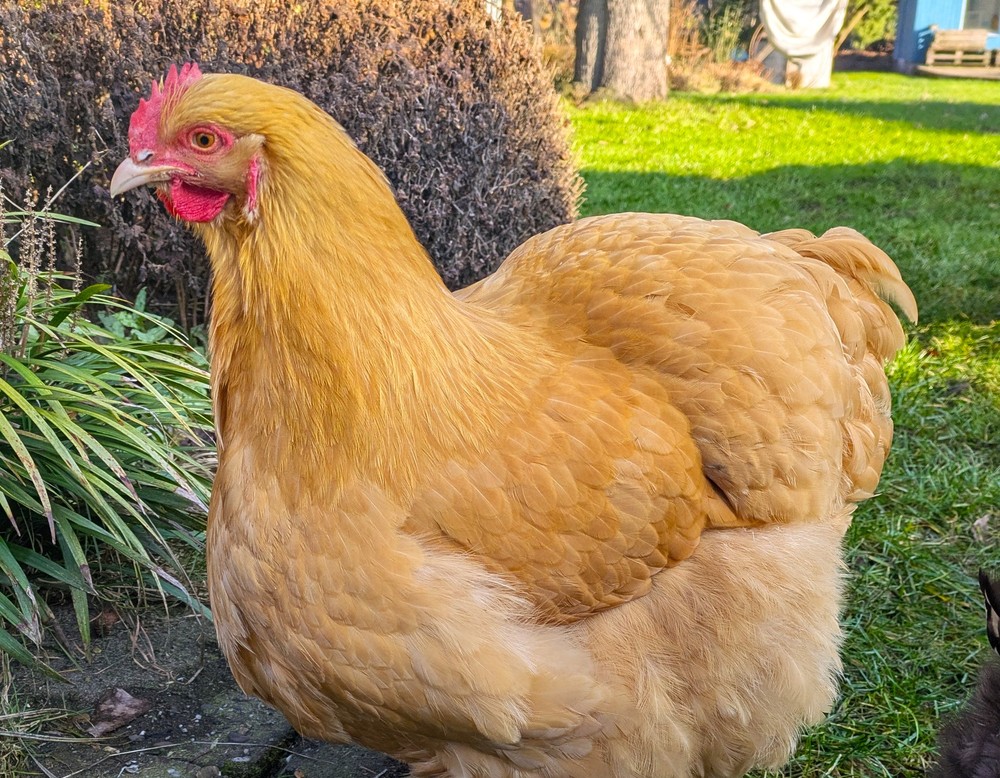 Bottrop, Giannas Gartenwerkstatt