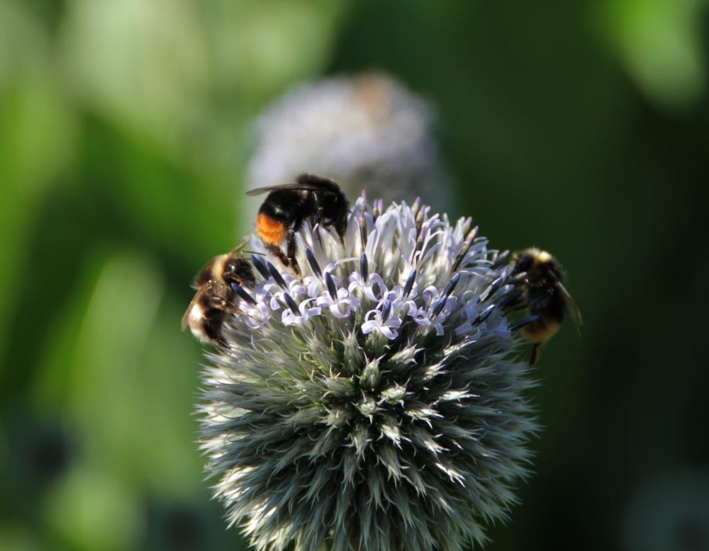 Bochum Südwest, Naturgarten - im freien Zuhause