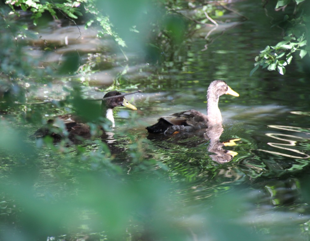 Senden, Gosselmanns Hof