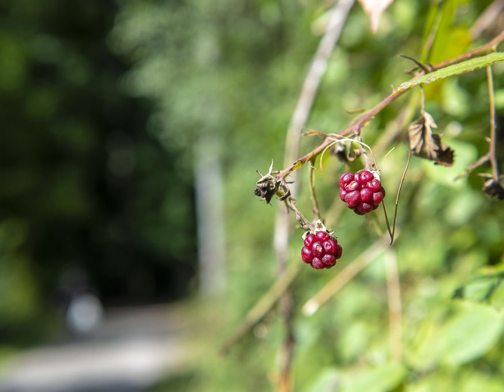 Revierpark Gysenberg in Herne, Himbeere