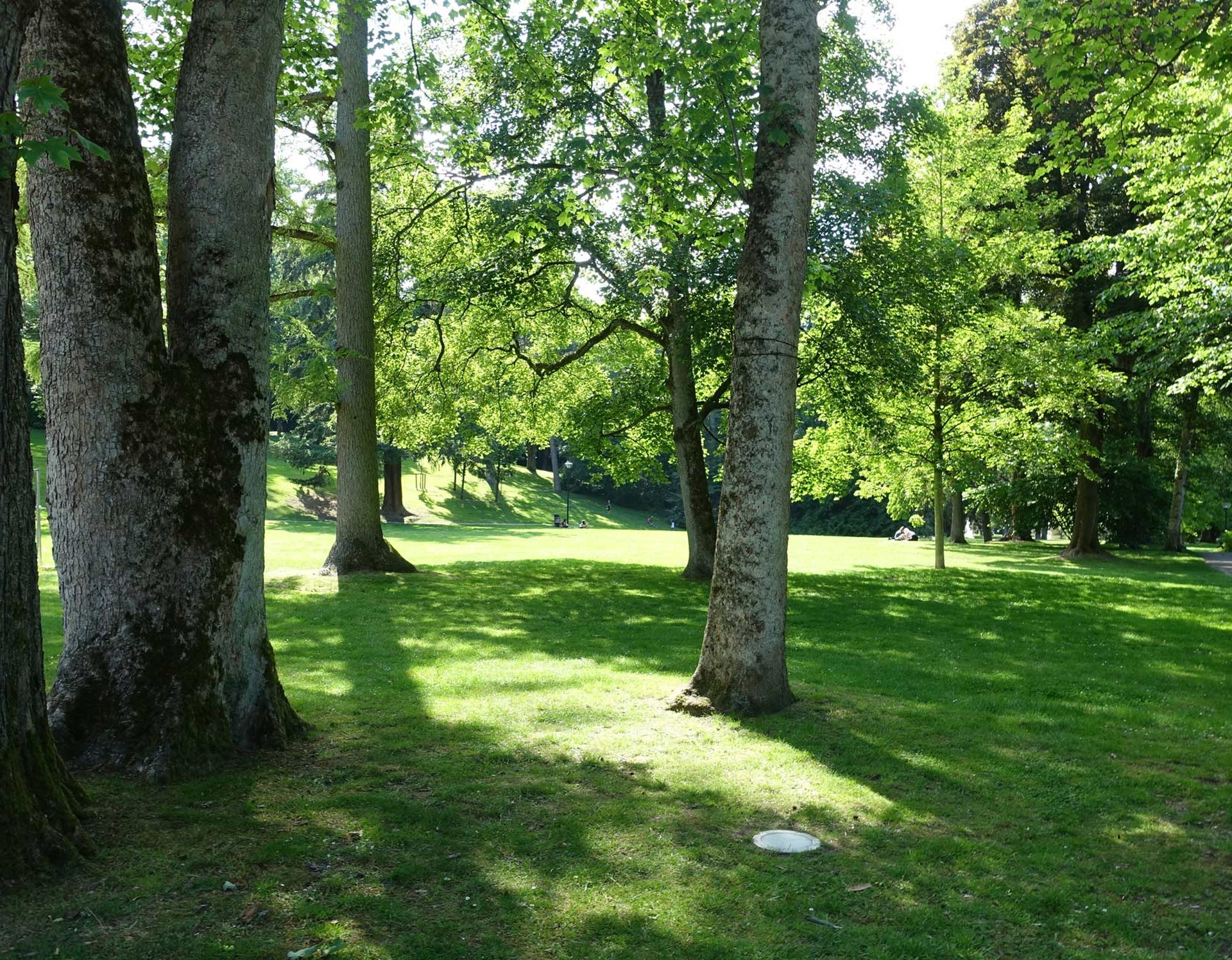 Am Fontänenteich im Palaisgarten Detmold fallen die Sonnenstrahlen durch die Blätter der Bäume. An einem der Bäume sitz ein Mensch und liest.