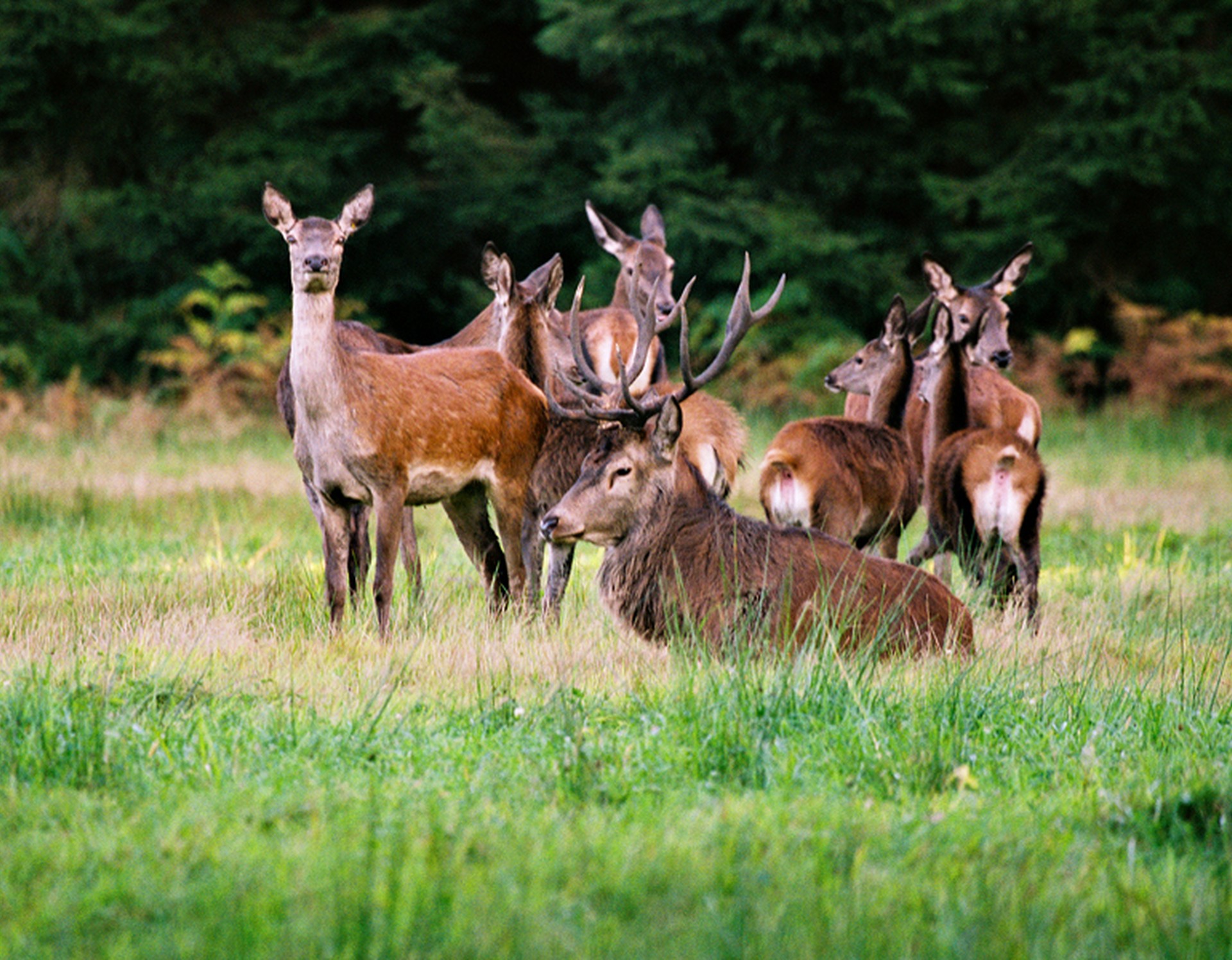 Raesfeld, Tiergarten am Schloss