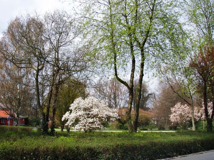 Blicken auf den Stadtgarten Castrop-Rauxel. Zwischen den Bäumen hindurch ist auf der linken Seite das Parkbad Süd erkennbar.