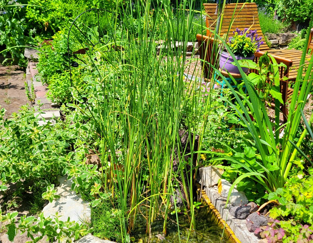 Schulgarten der Friedrich-Spee-Gesamtschule Paderborn