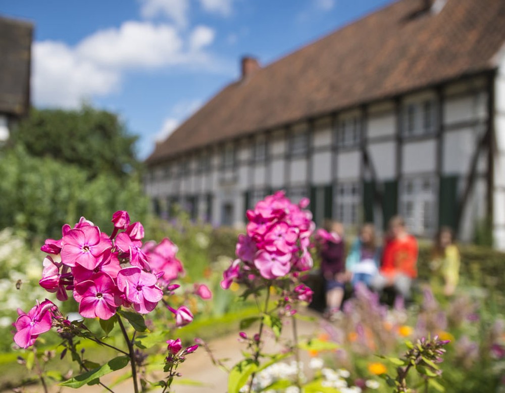 Pinkfarbige Stauden im Paderborner Dorf des LWL Freilichtmuseums Detmold.