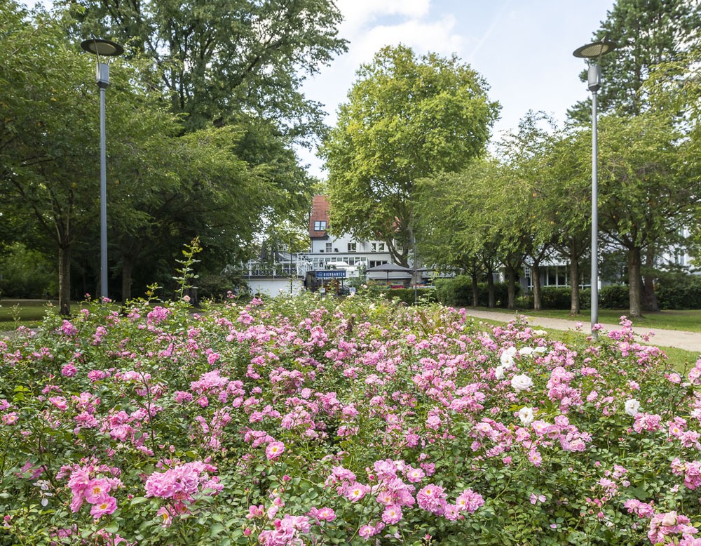 Rosenbüsche im Stadtgarten Herne