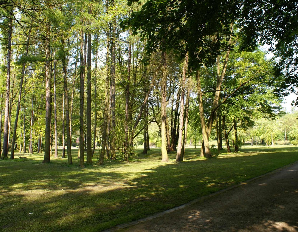 Bäume im Revierpark Wischlingen.