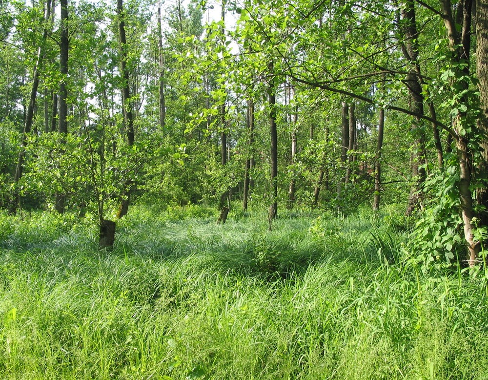 Rheda-Wiedenbrück, Grünflächen Rheda-Wiedenbrück