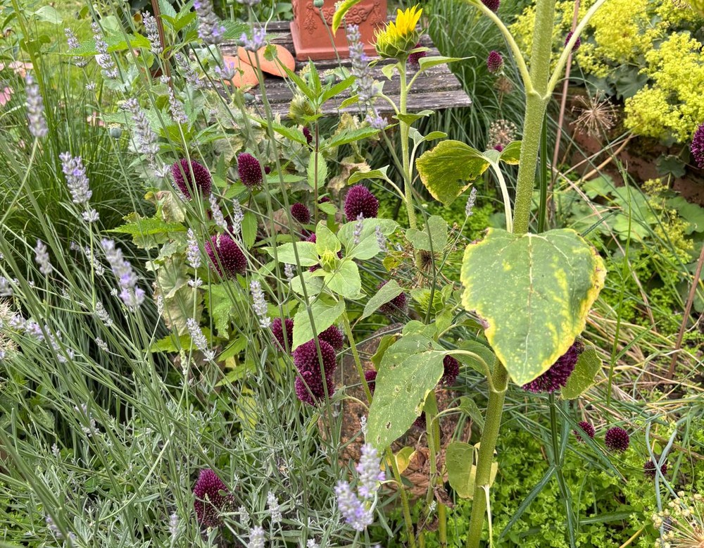 Westruper-Landgarten