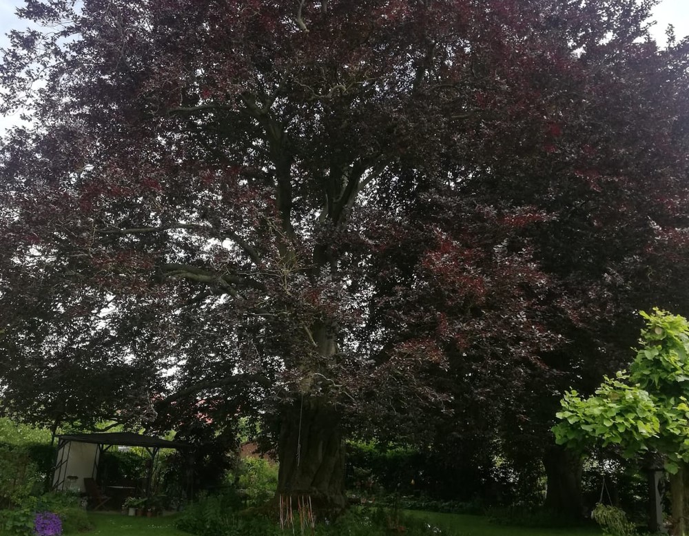 Meck's nostalgischer Landgarten