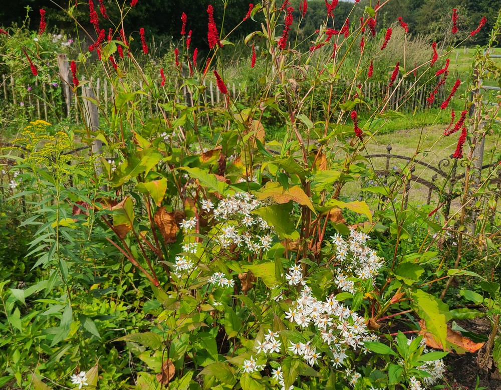 Klostergarten am Kloster Bentlage