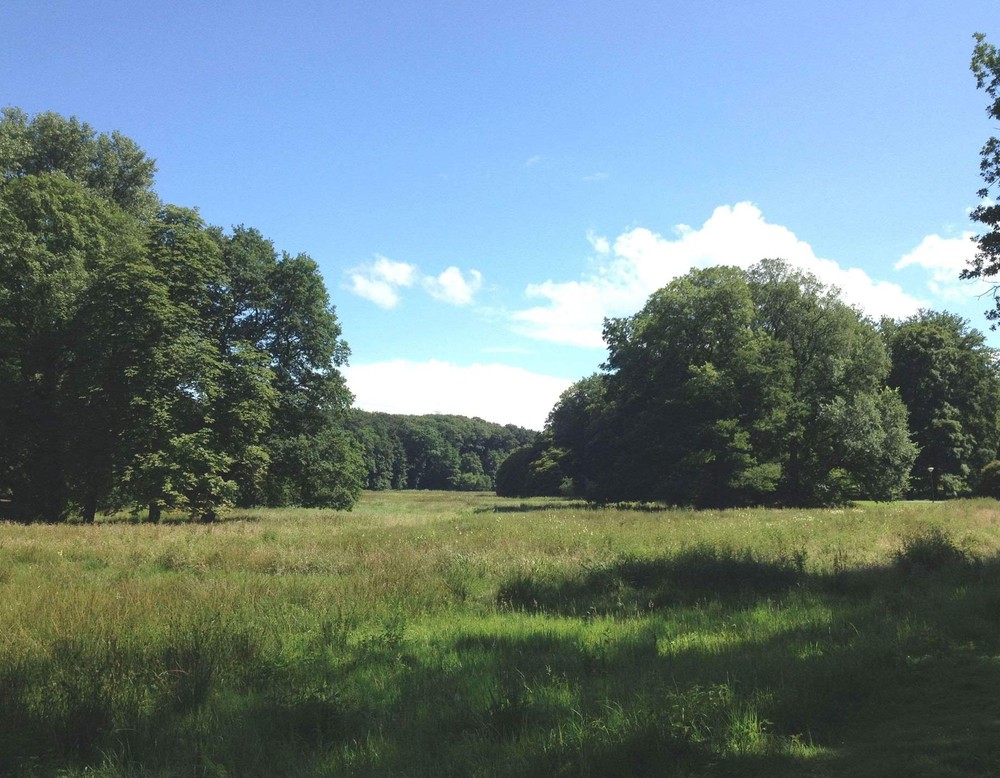 Große Talwiese im Rombergpark Dortmund.