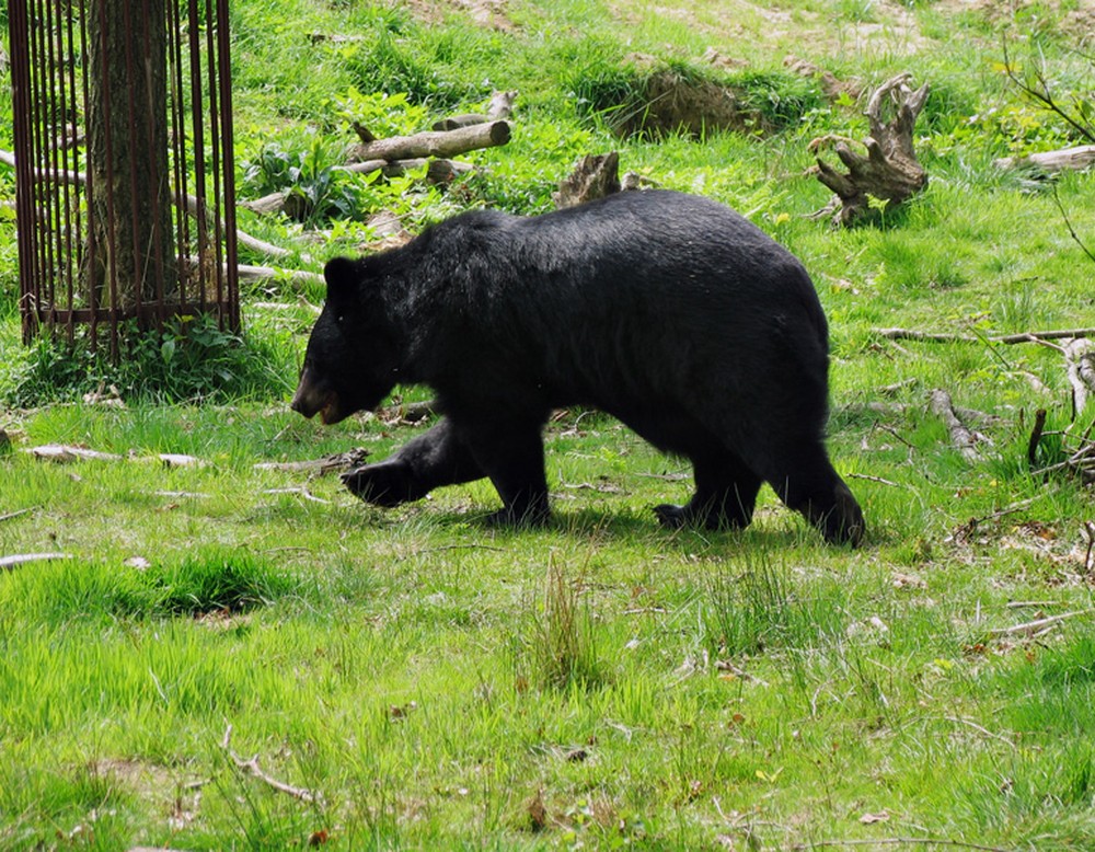 Ein Bär im Wildpark Anholt.