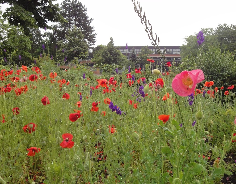 Duisburg, Bienenweidenlehrgarten