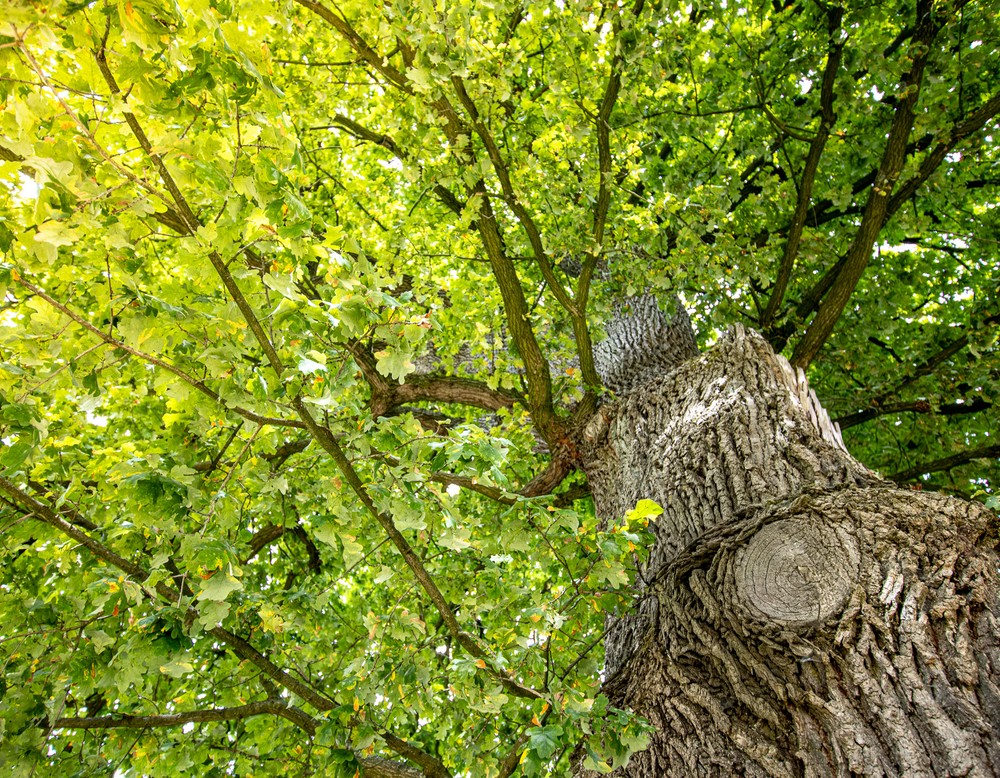 Warstein, Garten Familie Hagedorn