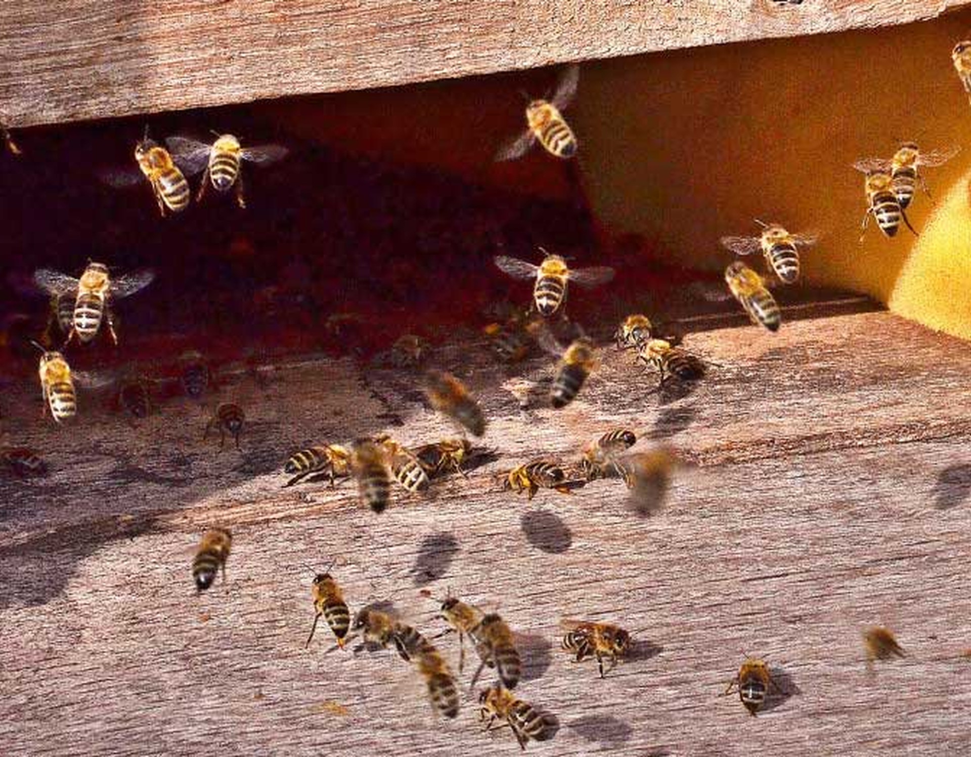 Zahlreiche Bienen eines Bienenvolkes am Eingang eines Bienenkastens im Botanischen Garten.