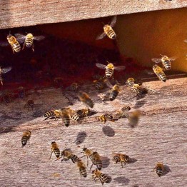 Zahlreiche Bienen eines Bienenvolkes am Eingang eines Bienenkastens im Botanischen Garten.