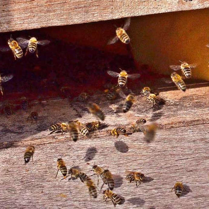 Zahlreiche Bienen eines Bienenvolkes am Eingang eines Bienenkastens im Botanischen Garten. (öffnet vergrößerte Bildansicht)