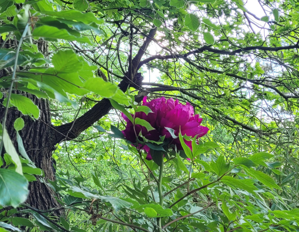 Dortmund, Naturgarten mit altem Baumbestand